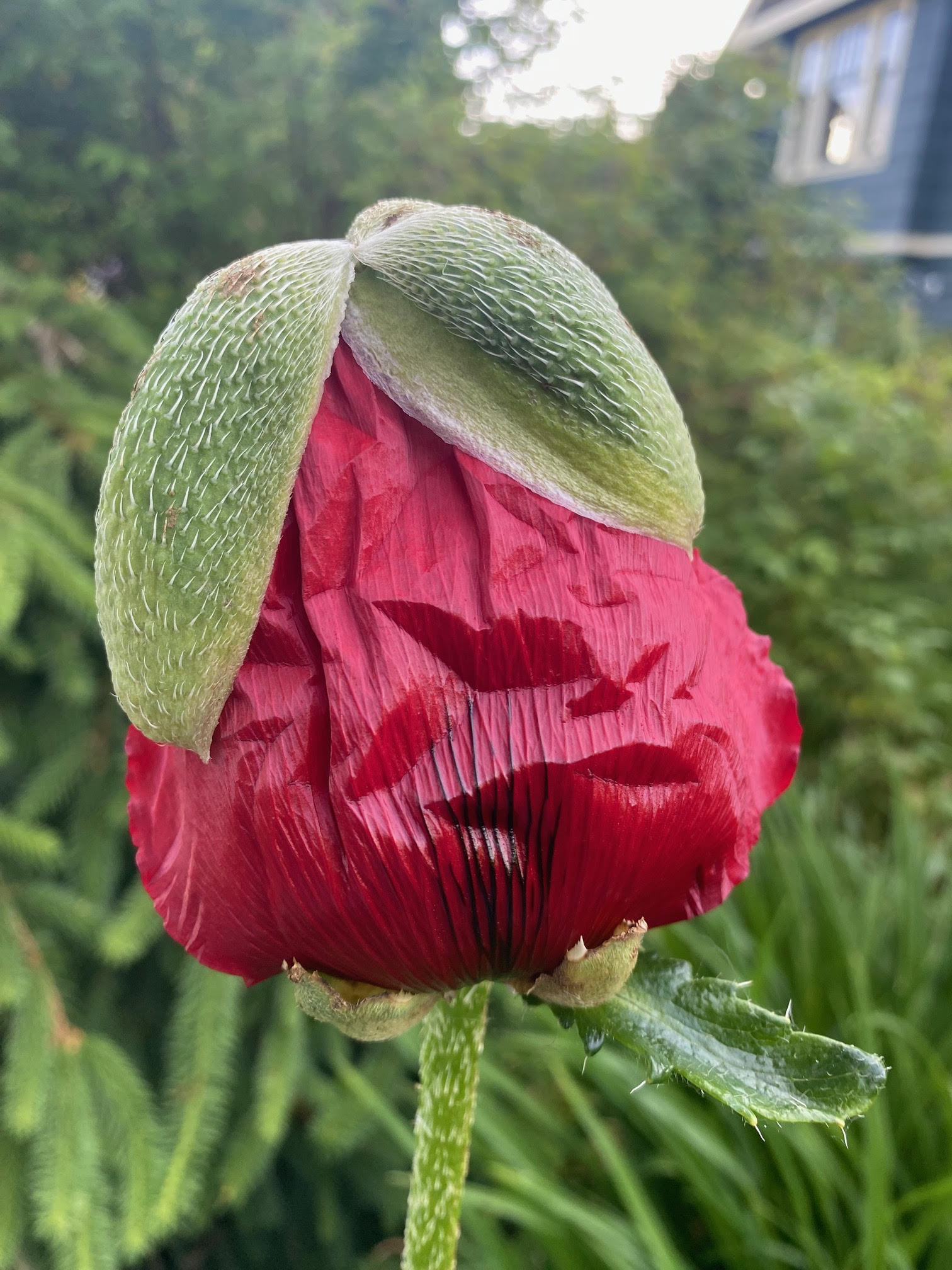 Mandy - Holo Healing Therapist