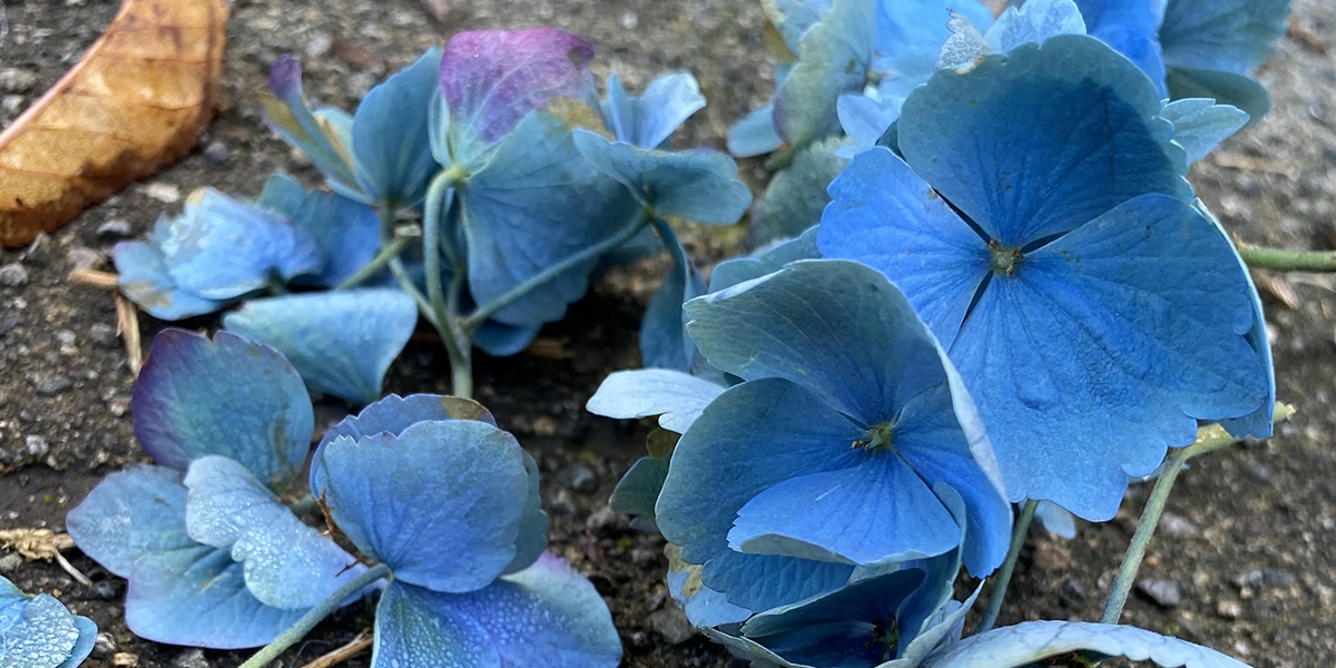 Emotions and Attachment